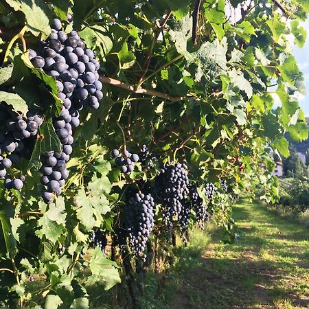Вилла 8 Grappoli Agritur Тренто Экстерьер фото