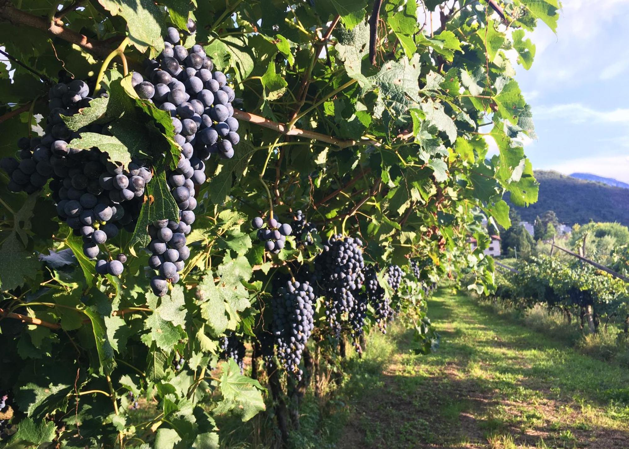 Вилла 8 Grappoli Agritur Тренто Экстерьер фото